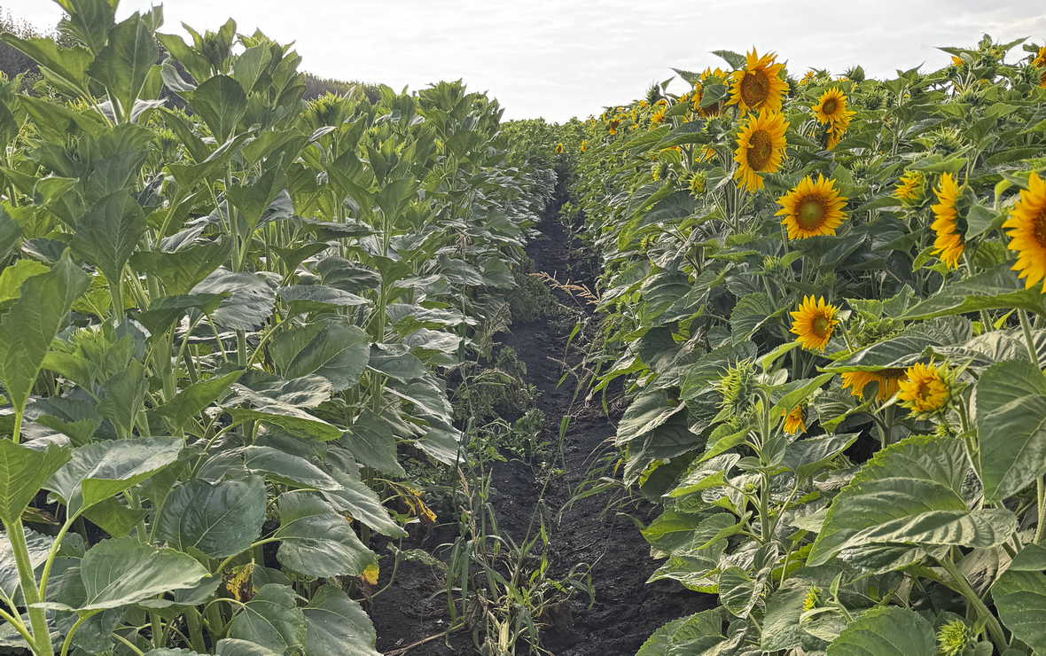 Фото: пресс-служба компании «Генезис»