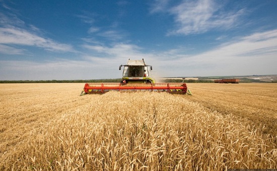 Рынок зерна Краснодарского края: переработка вместо сырьевого экспорта