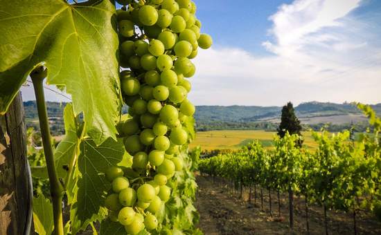 Время сажать виноград: готов ли Юг к запрету на импорт виноматериалов?
