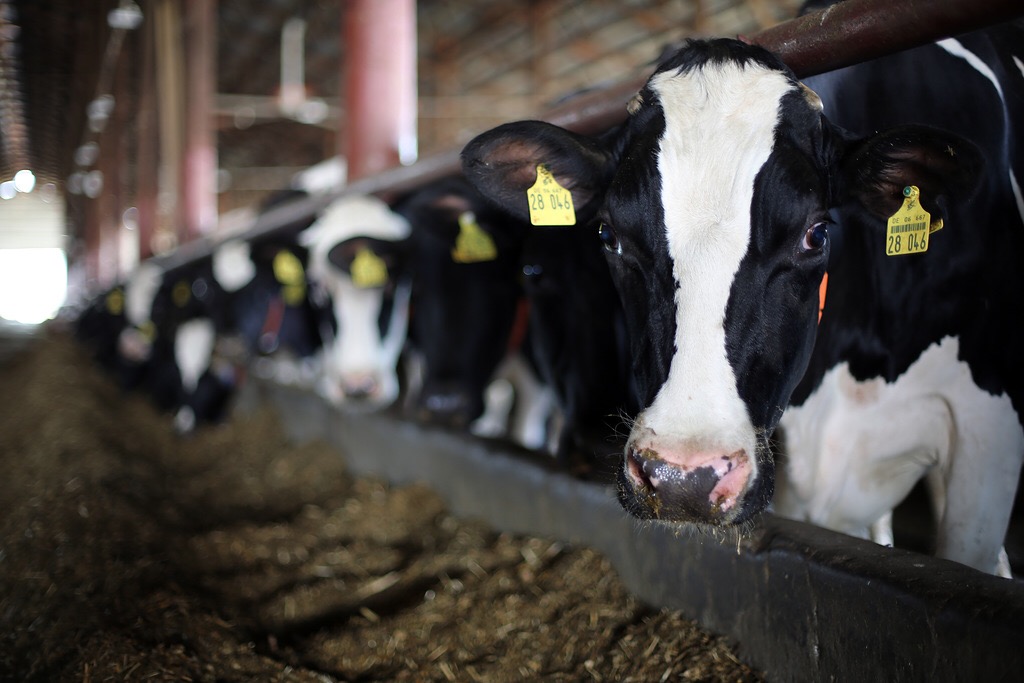 Анна Касьяненко: «Производство молока — развивающаяся отрасль»