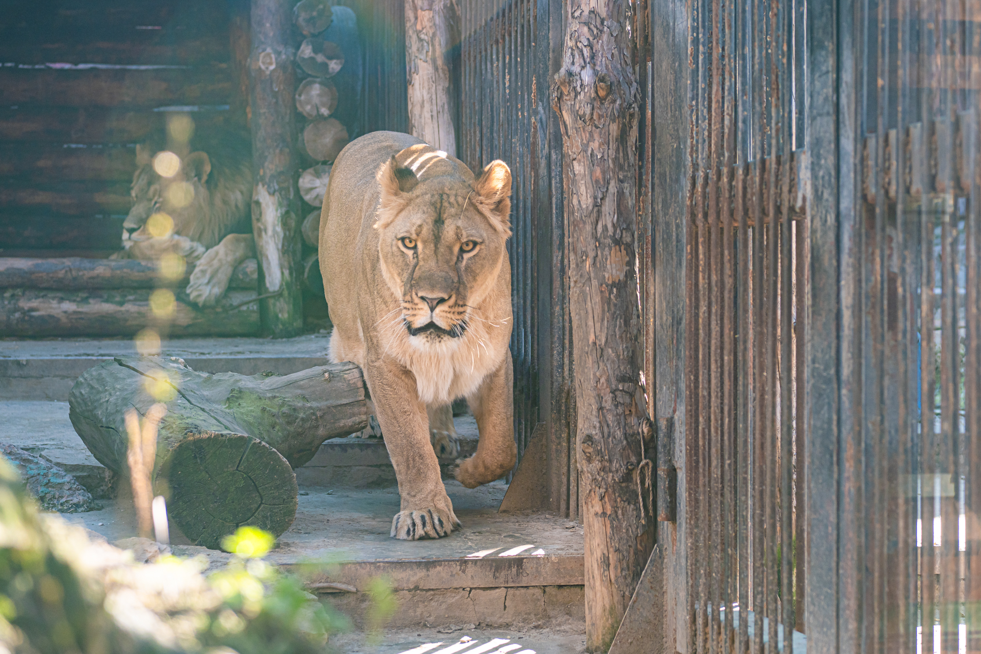 14%. Финансово грамотная львица Мира сделала прогноз ключевой ставки 