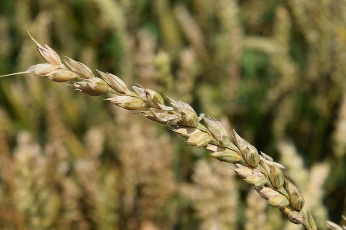 Продимекс завершает уборку зерновых культур в Черноземье