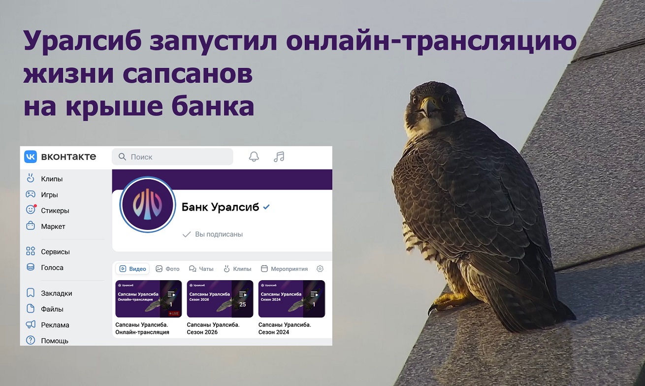 «Уралсиб» запустил онлайн-трансляцию жизни сапсанов на крыше банка