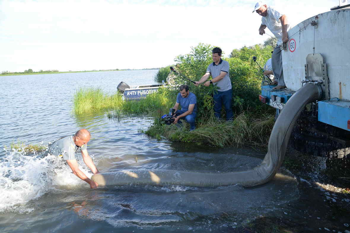 Ростовская АЭС выпустила более 34 тыс. мальков «царской рыбы»