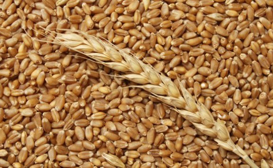 Урожай зерна на Кубани в 2016г. вырос на 3,5%