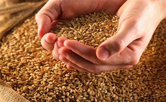 Власти Адыгеи прогнозируют в 2016г. рост урожая зерна на 9%