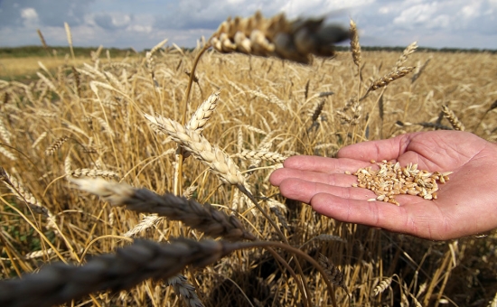 «АФГ Националь» собрал порядка 80 тыс тонн озимой пшеницы
