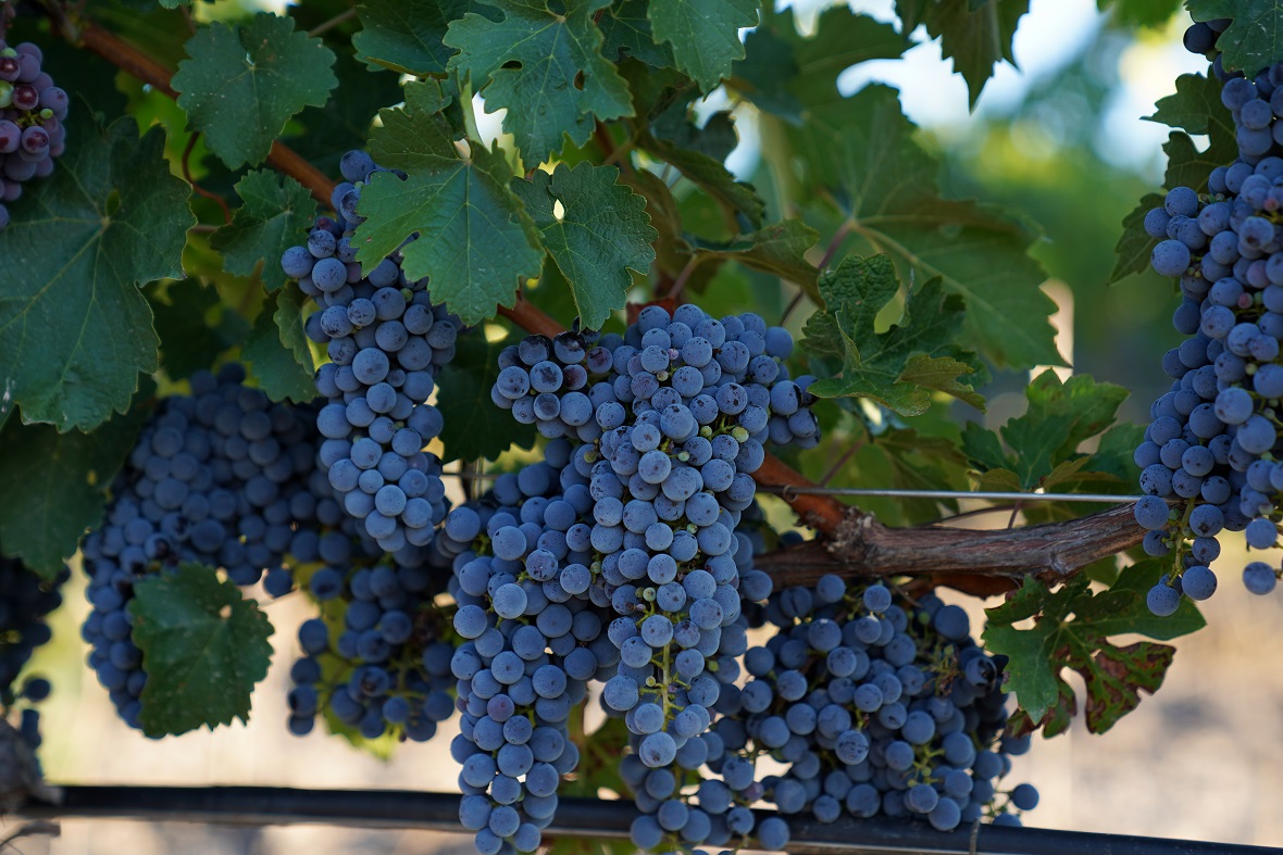 Фото: пресс-служба компании «Усадьба Белогорье»