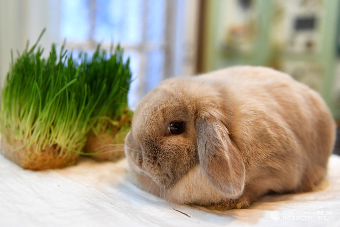 Декоративные кролики: лучшие породы питомцев