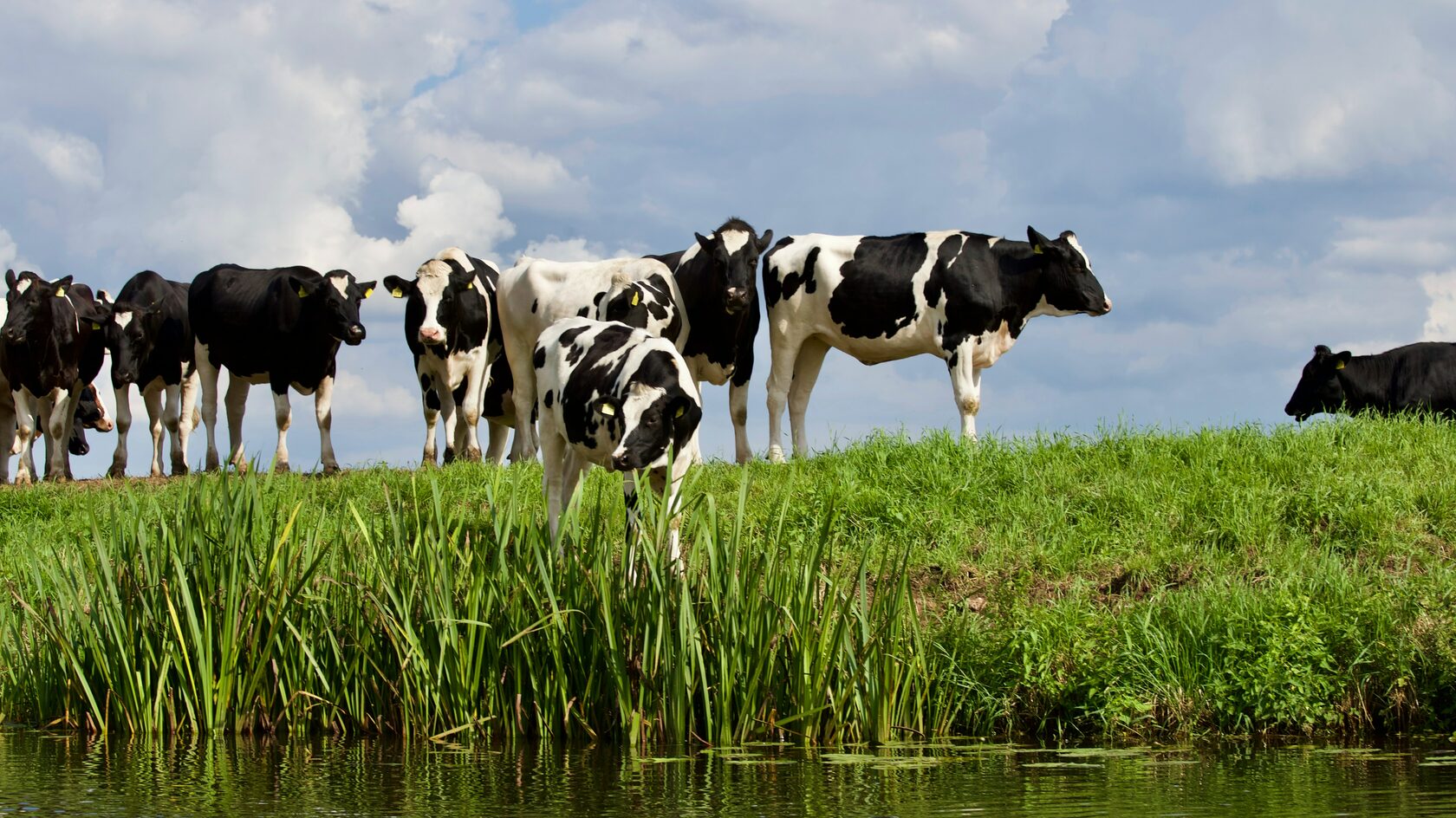 С 2019 года объем молока, получаемого сельхозорганизациями и фермерскими хозяйствами области, вырос на 11%.