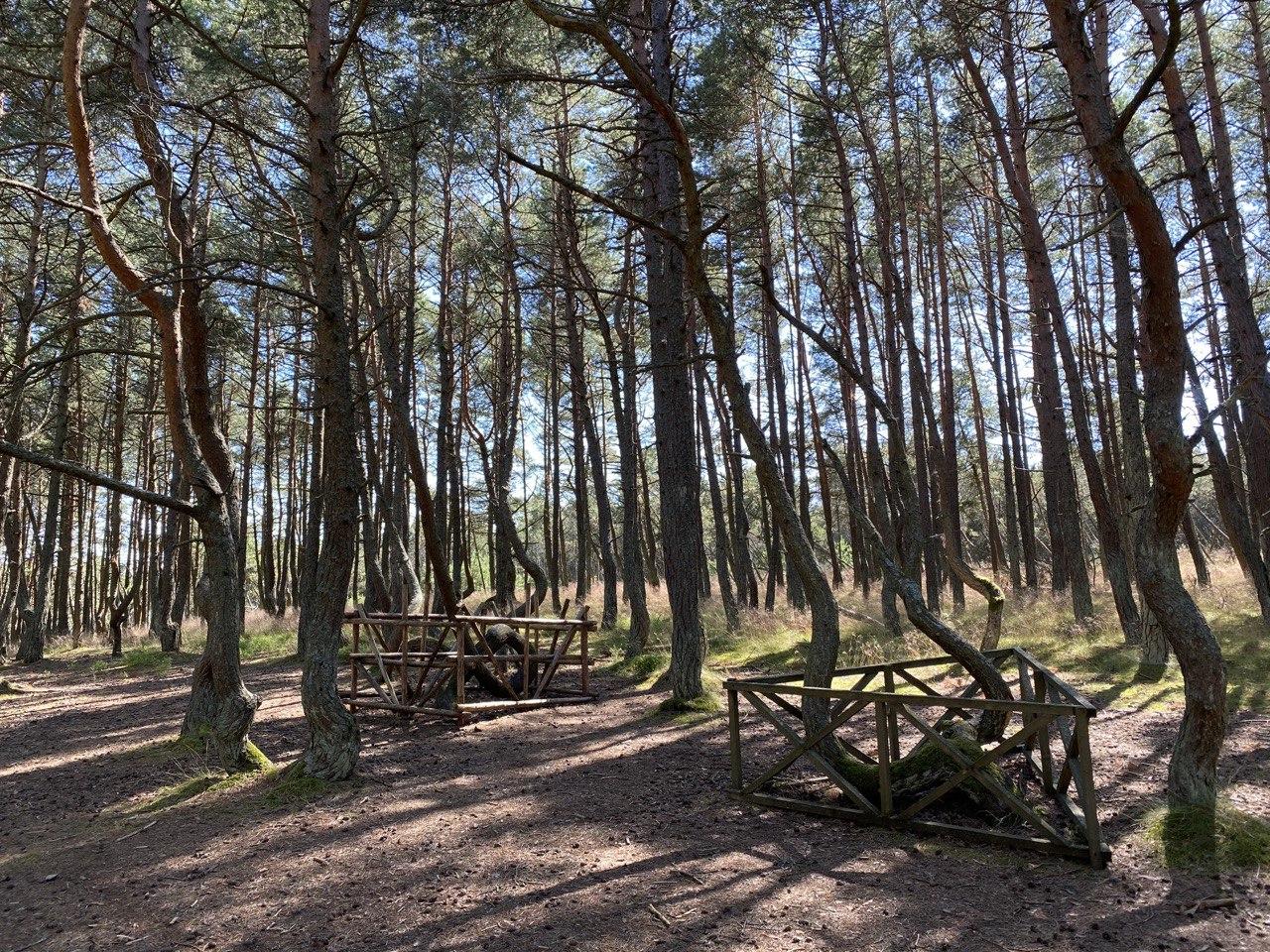 Площадка "Танцующего леса" с сохранившимися деревьями с петлей