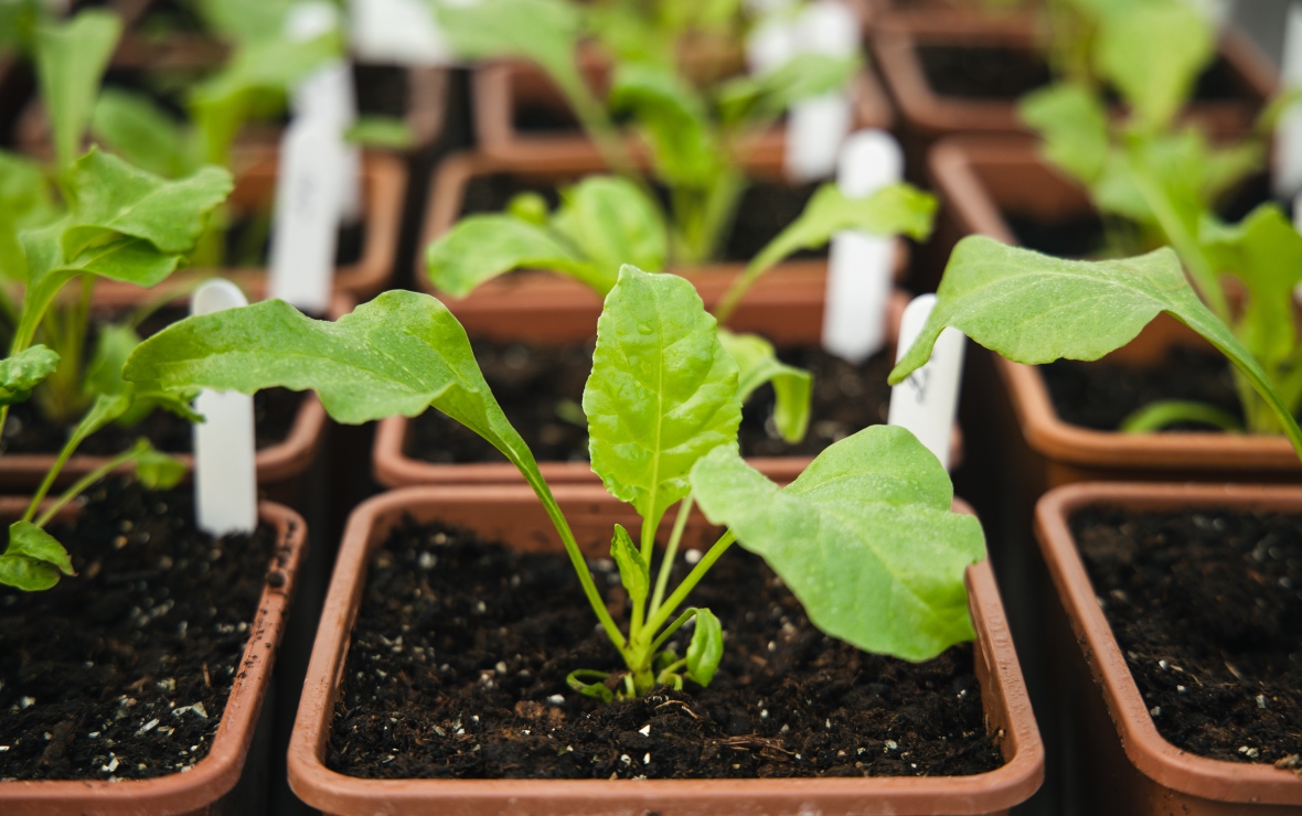 Фото: пресс-служба «СоюзСемСвекла»