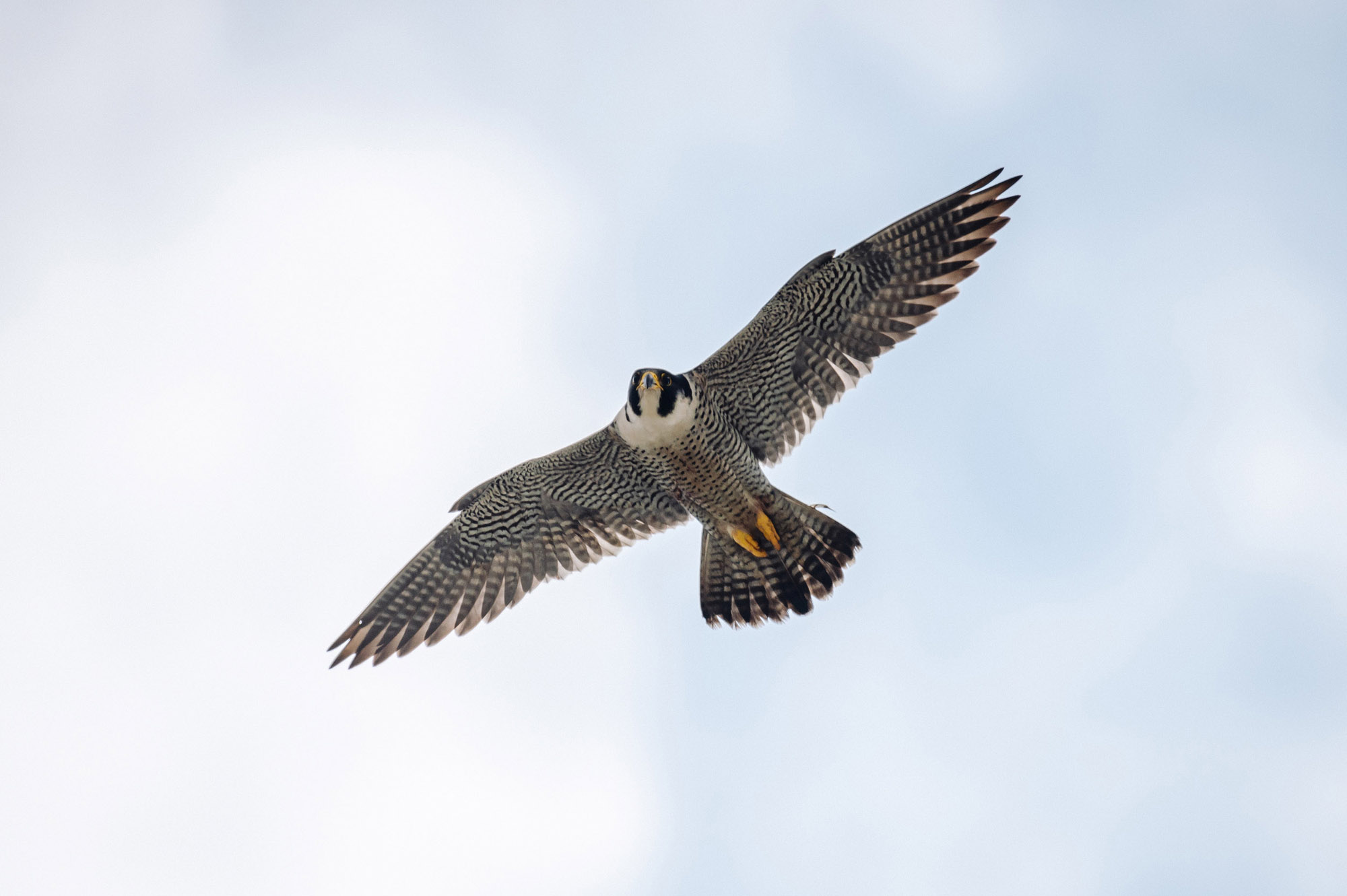 Сапсаны «Уралсиба» прилетели в Уфу с весной на крыльях