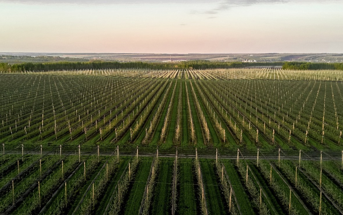 Фото: пресс-служба компании «Агроном-сад»