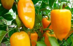 Адыгейский тепличный комплекс "Радуга" занялся выращиванием перца