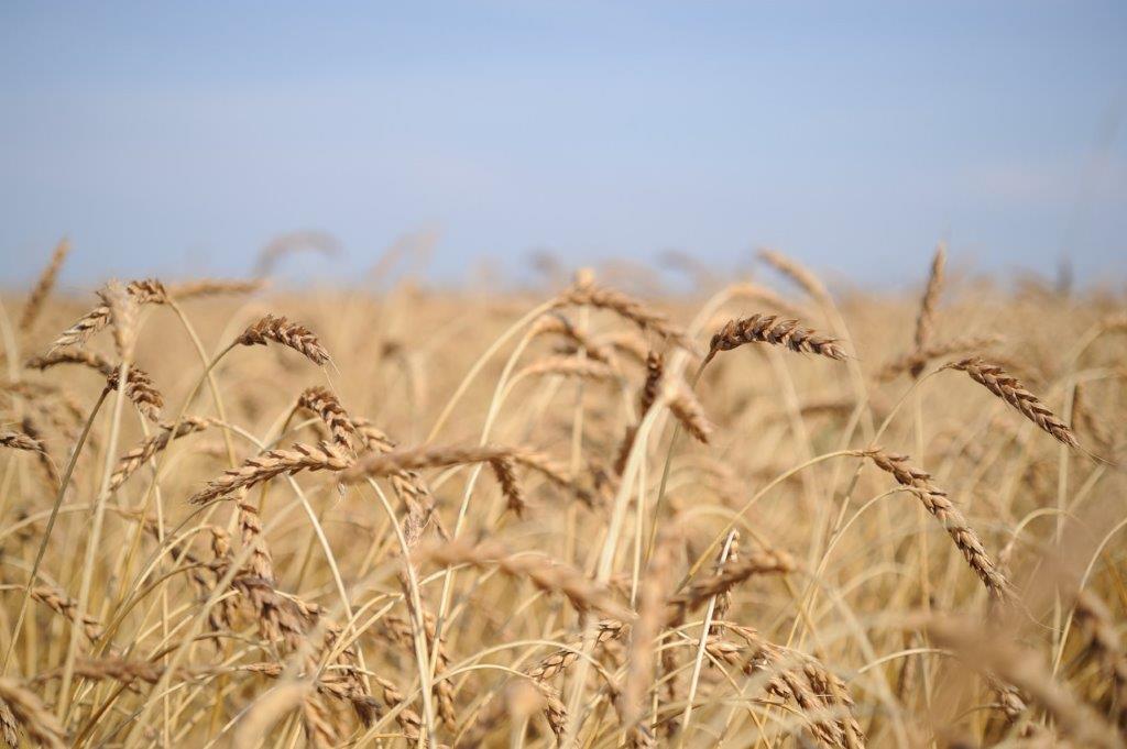 Агрохозяйство «Каменское» завершило уборку зерновых