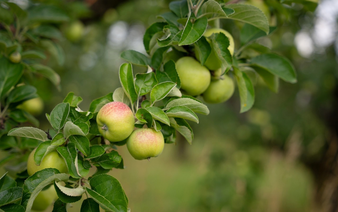Фото: пресс-служба компании «Агроном-сад»