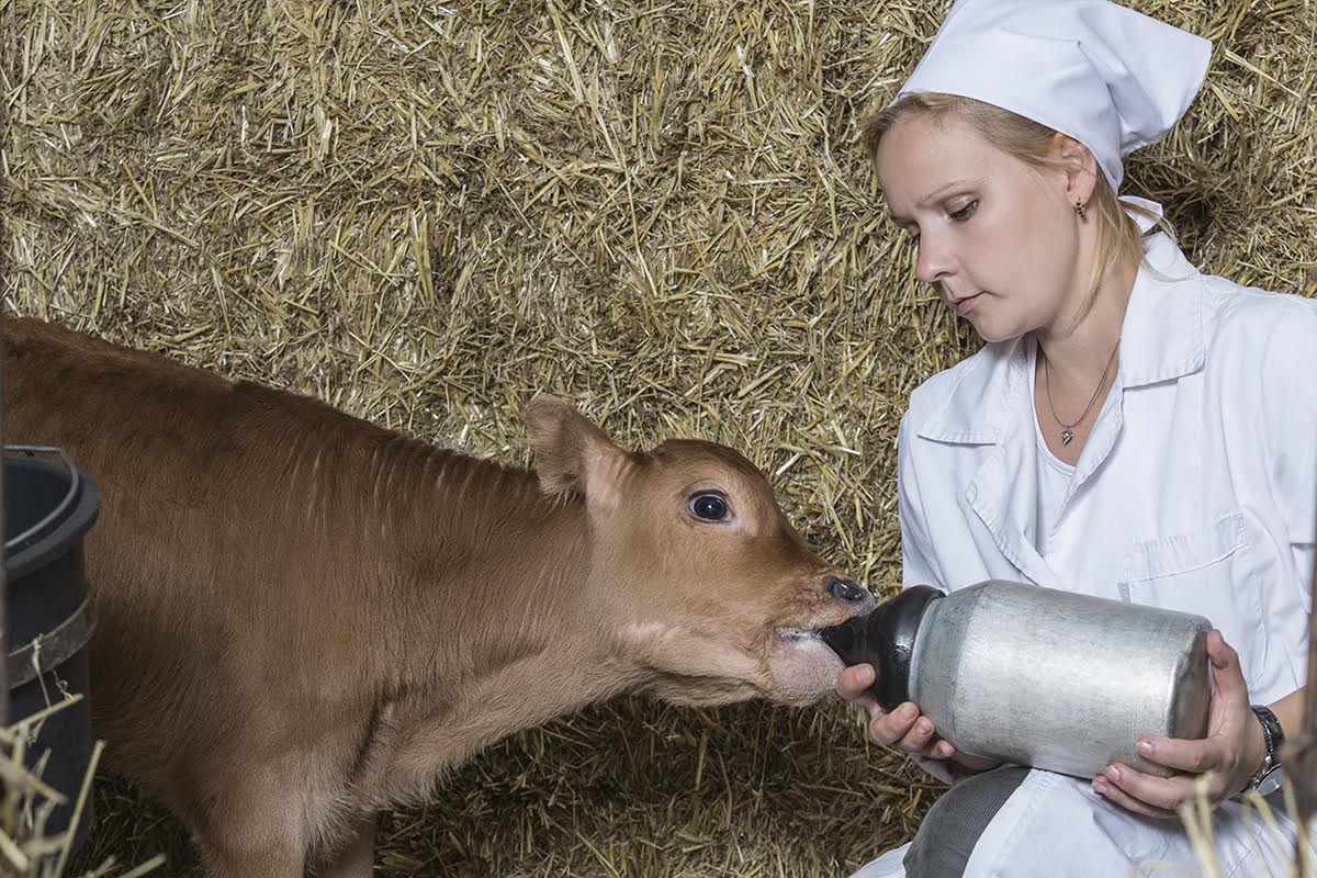 Поголовье коров на молочных фермах «Молвеста» превысило 23 тысячи