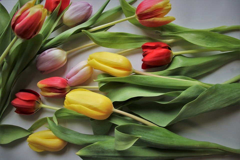 В канун 8 марта спрос растет на цветы, авиа-жд и лотерейные билеты