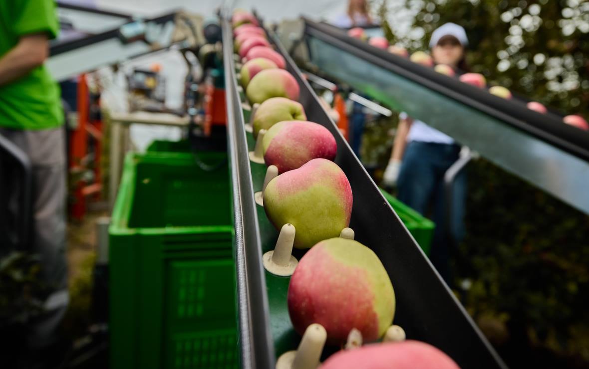 Фото: пресс-служба компании «Агроном-сад»