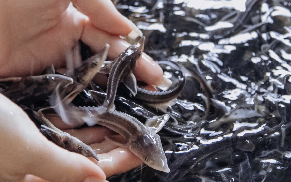 Экология без паузы