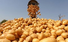 «АФГ Националь» вложит 2,5 млрд руб. в выращивание на Дону картошки