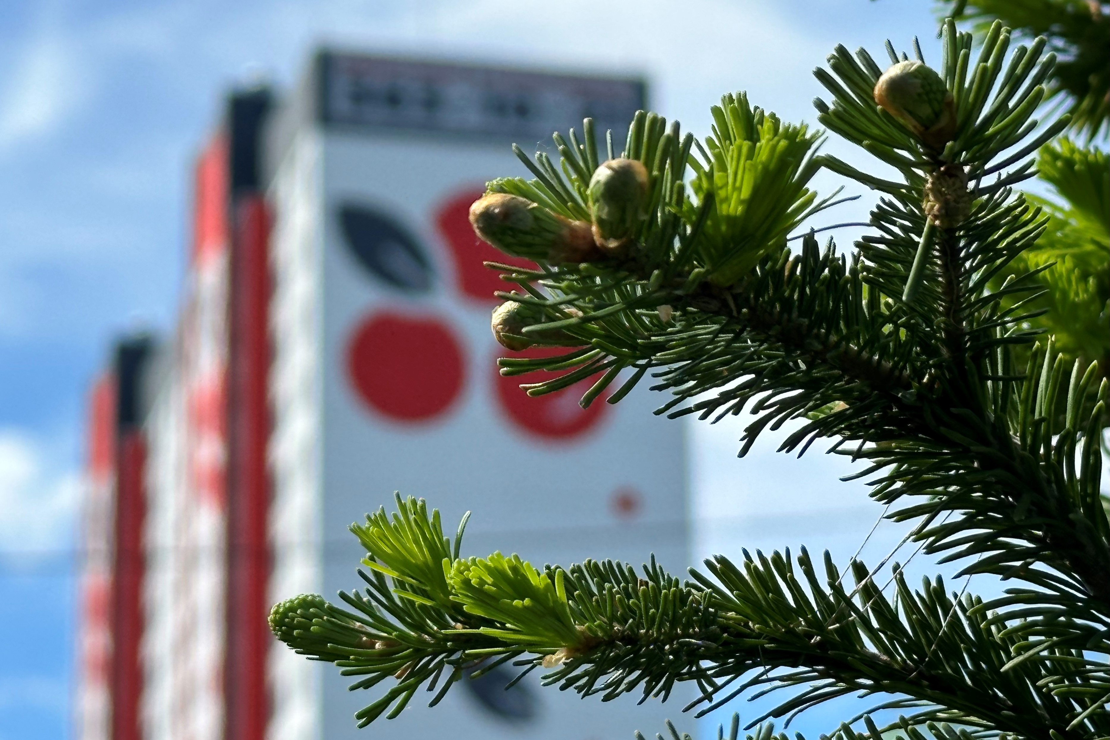 ЖК «Калина красная» расположен в экологичном пригороде Новосибирска