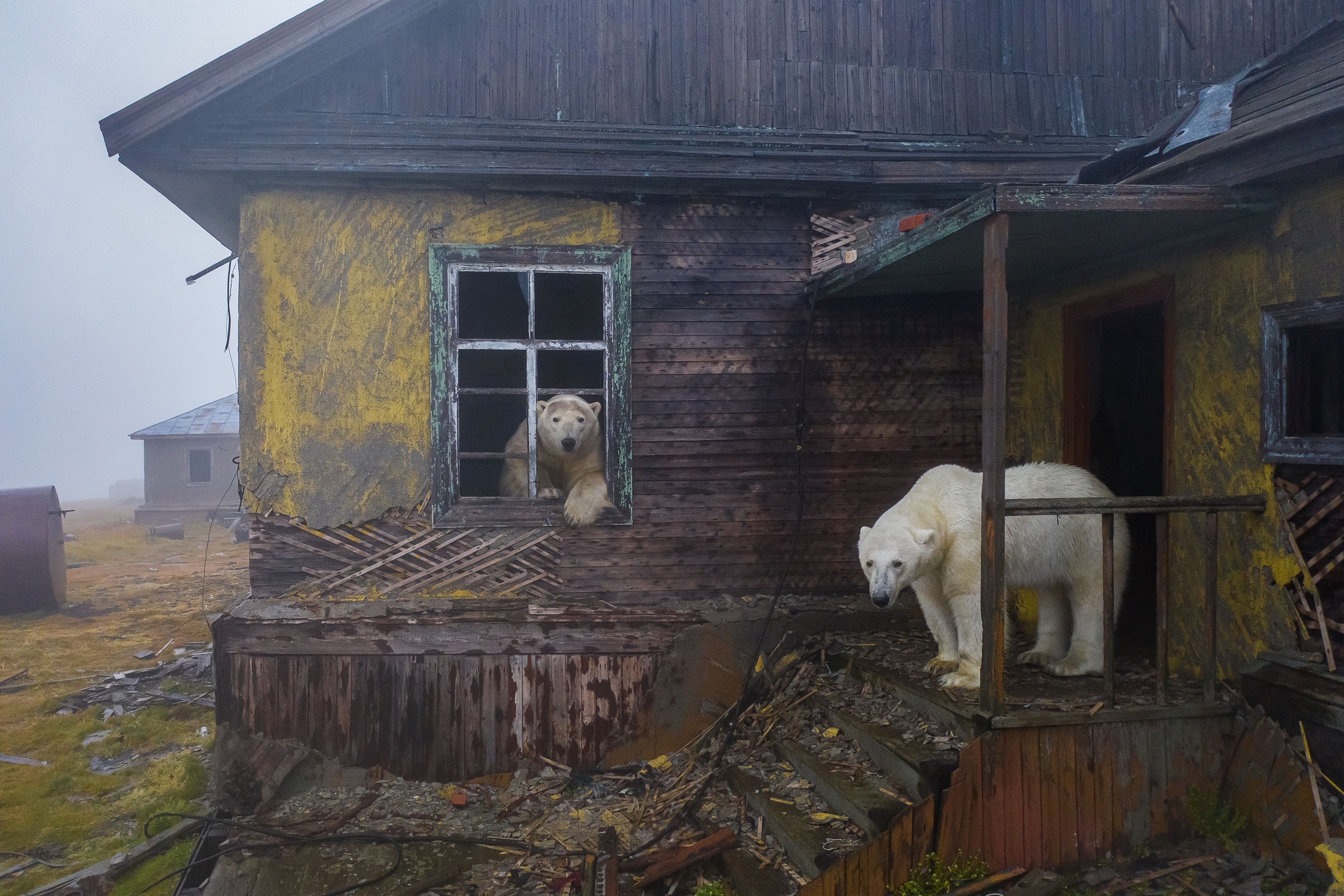 Как российский фотограф заснял белых медведей, которые покорили мир