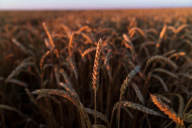 Агрохолдинг «СТЕПЬ» собрал первый урожай нового сорта озимой пшеницы