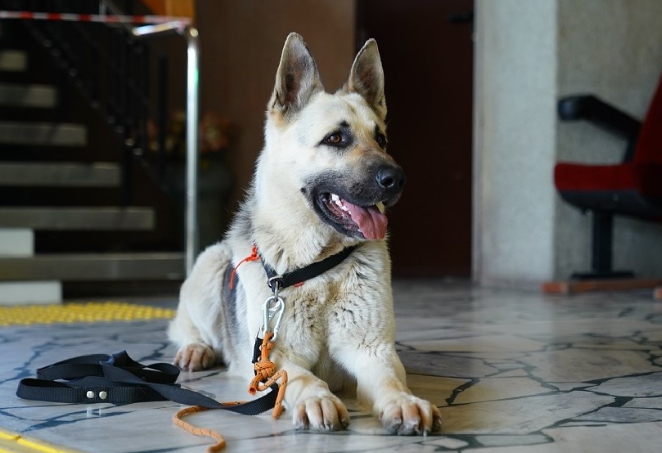 В Волжском протестировали собак для участия в волонтерском проекте