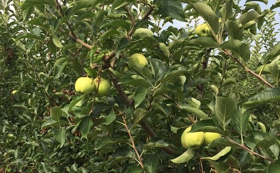 "АФГ Националь" на Юге займется яблоками и овощами