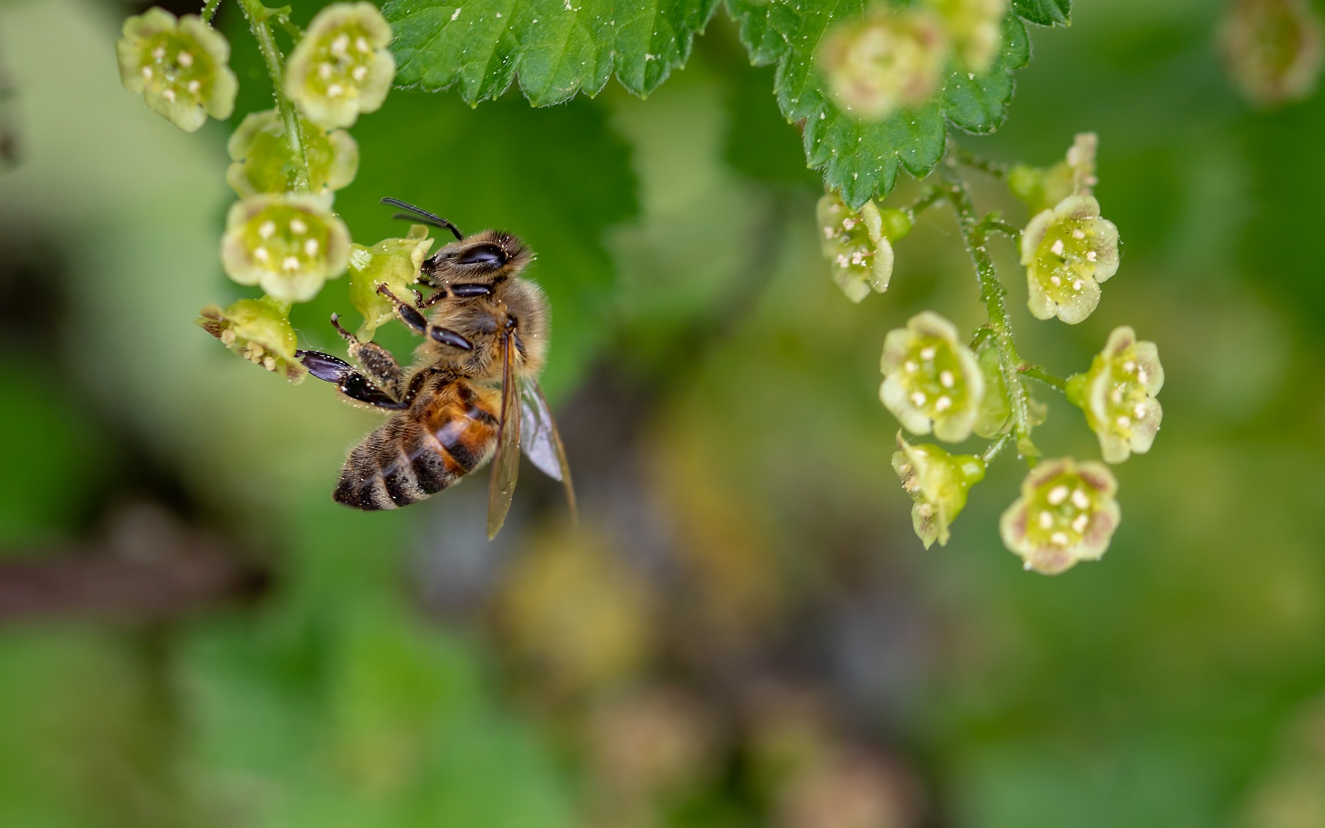 Для бизнесменов региона проведут экскурсию в пчеловодческом хозяйстве