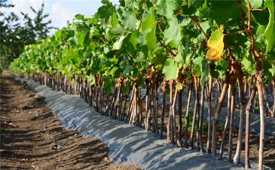 Клоны наступают: на Кубани создали реплики классических сортов винограда