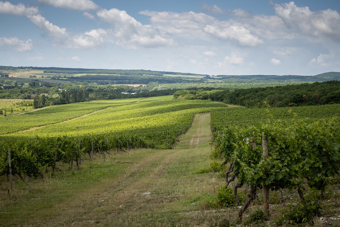 Фото: винодельческий дом «Бюрнье»