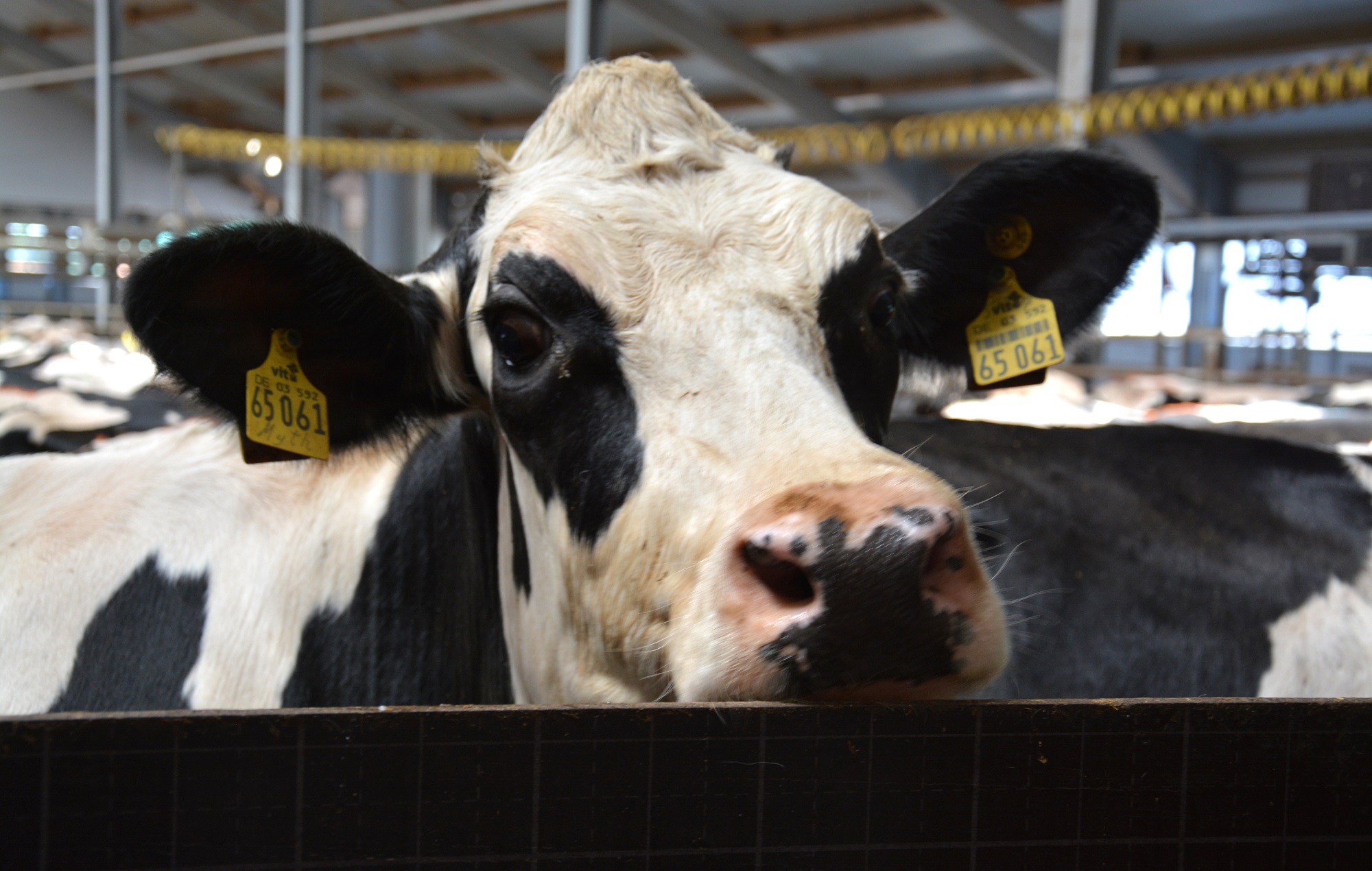 Коровы голштинской породы хорошо приспособлены к машинному доению в доильных залах, использованию пастбищ, групповому беспривязному содержанию в помещениях