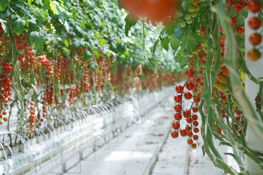 ГК «РОСТ» расширяется: производство овощей вырастет на 70%