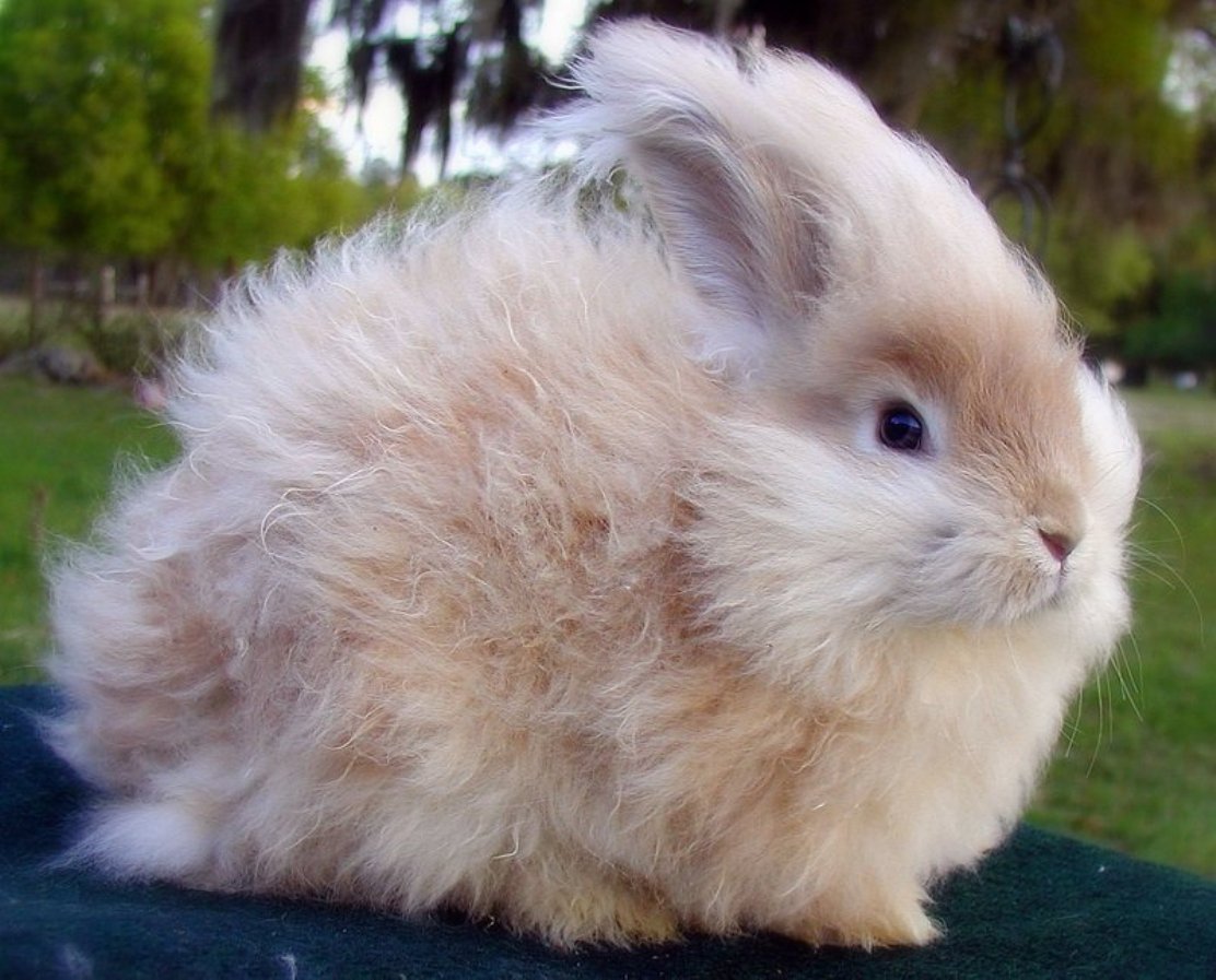 Декоративные кролики: лучшие породы питомцев