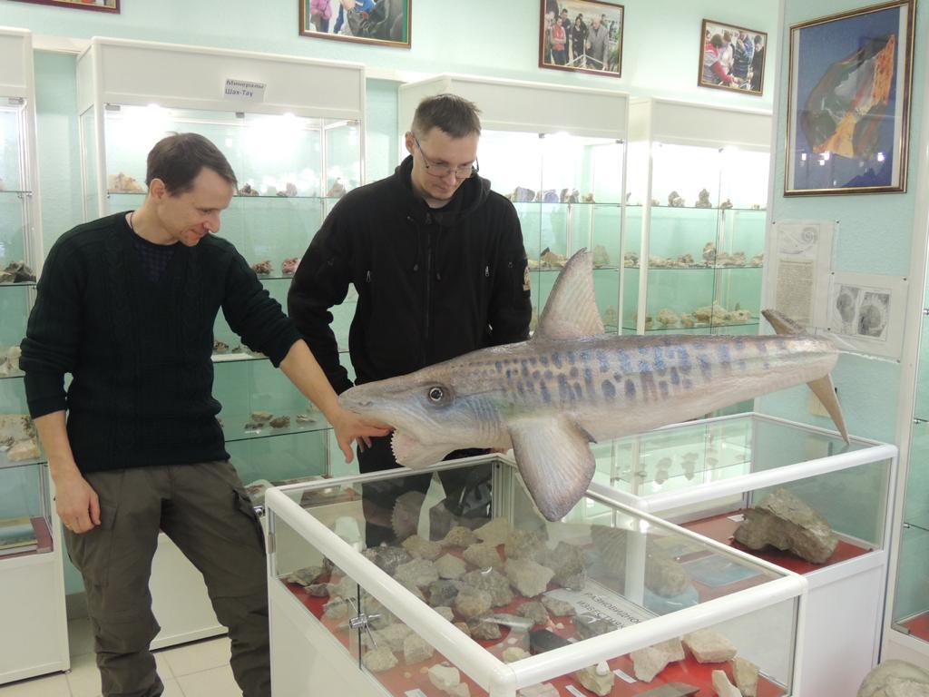 В Музее камня БСК появилась древняя акула геликоприон