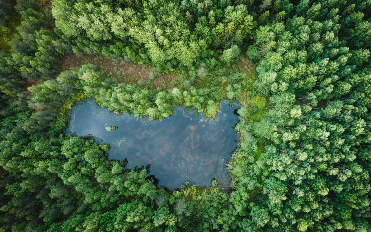 Деревянное достояние: какую роль играет лес в экономике страны | Компетенция на РБК+