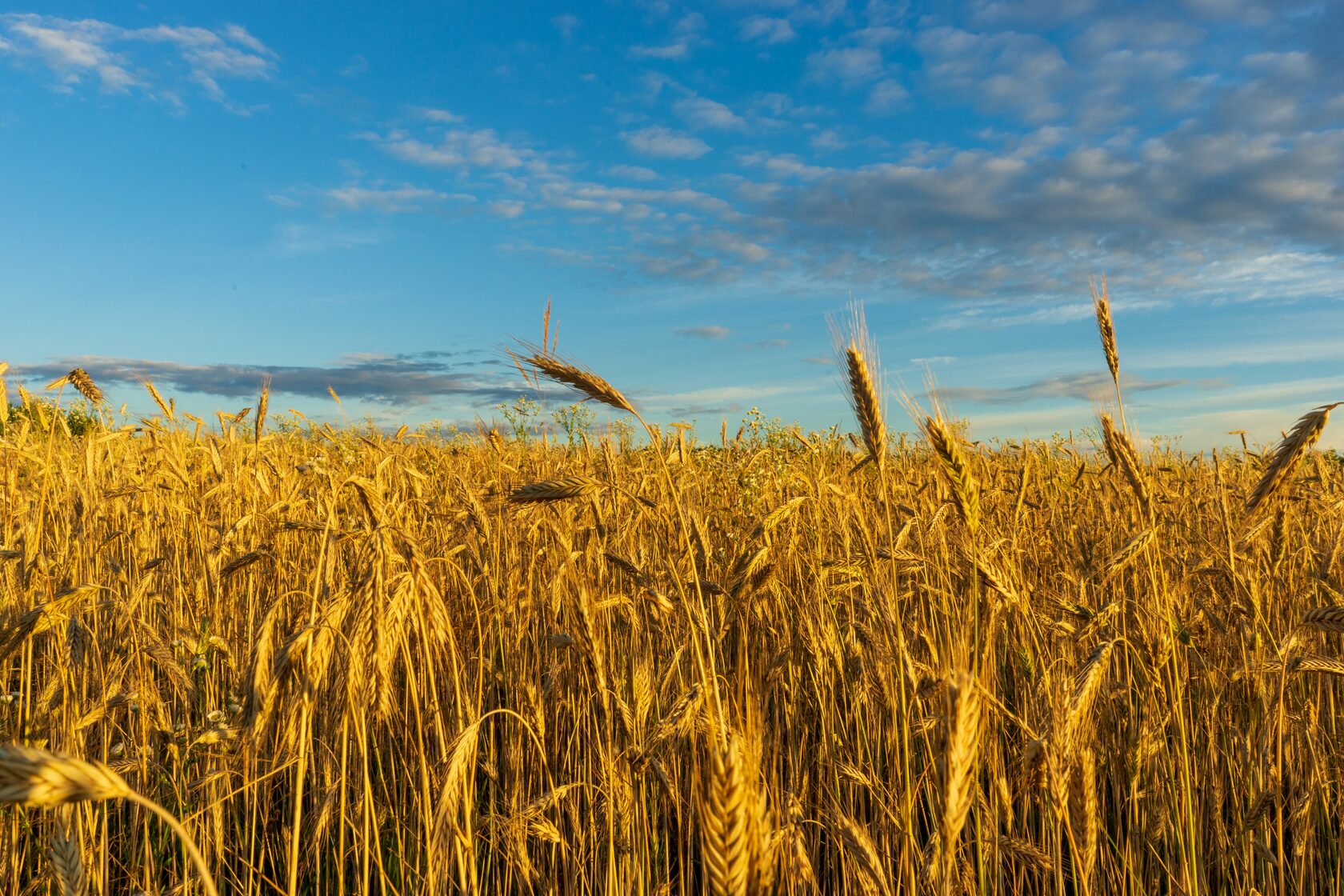 Сбор урожая зерновых и зернобобовых культур в регионе подходит к завершению