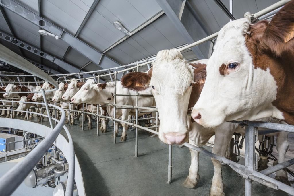 «Молвест» стал лидером по росту объемов переработки молока
