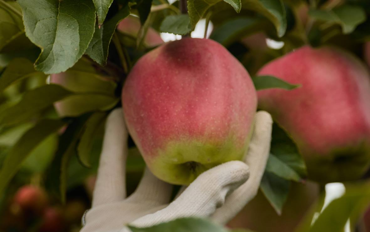 Фото: пресс-служба компании «Агроном-сад»