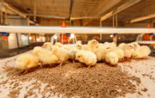 Бройлеры цыплятами попадают на Ашкадарскую птицефабрику