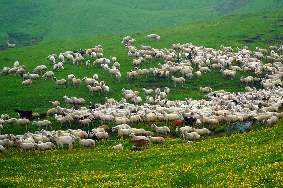 Фото: минсельхозпрод Республики Дагестан
