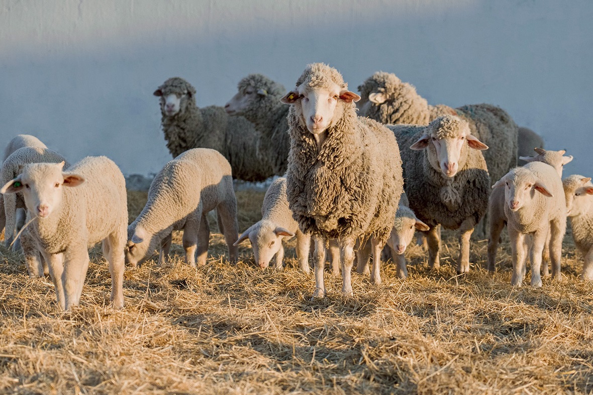 фото: ООО «Ставропольский бройлер»