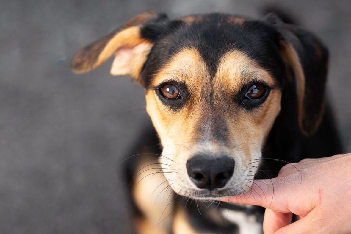 фото: ГК DOGMA