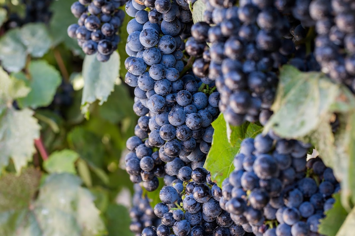 Фото: пресс-служба винного дома «Фанагория»