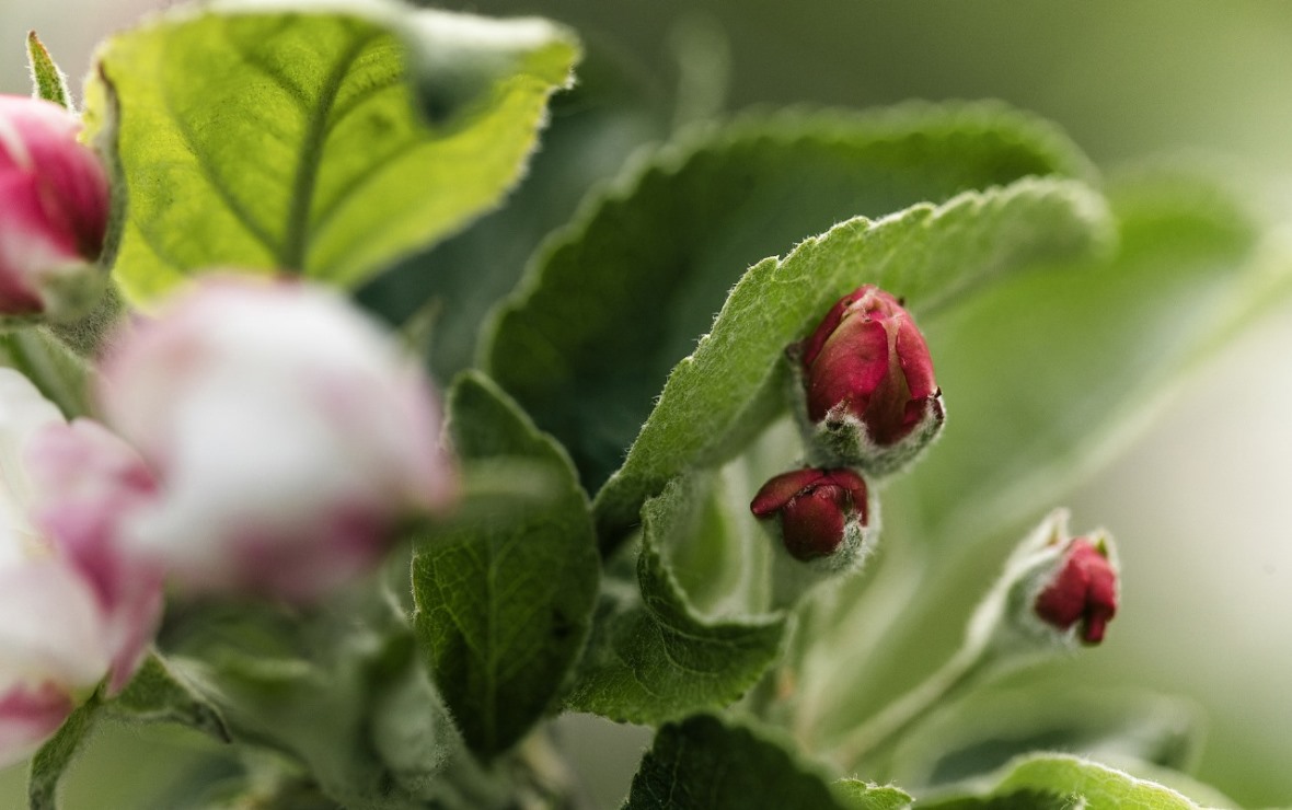 Фото: пресс-служба компании «Агроном-сад»