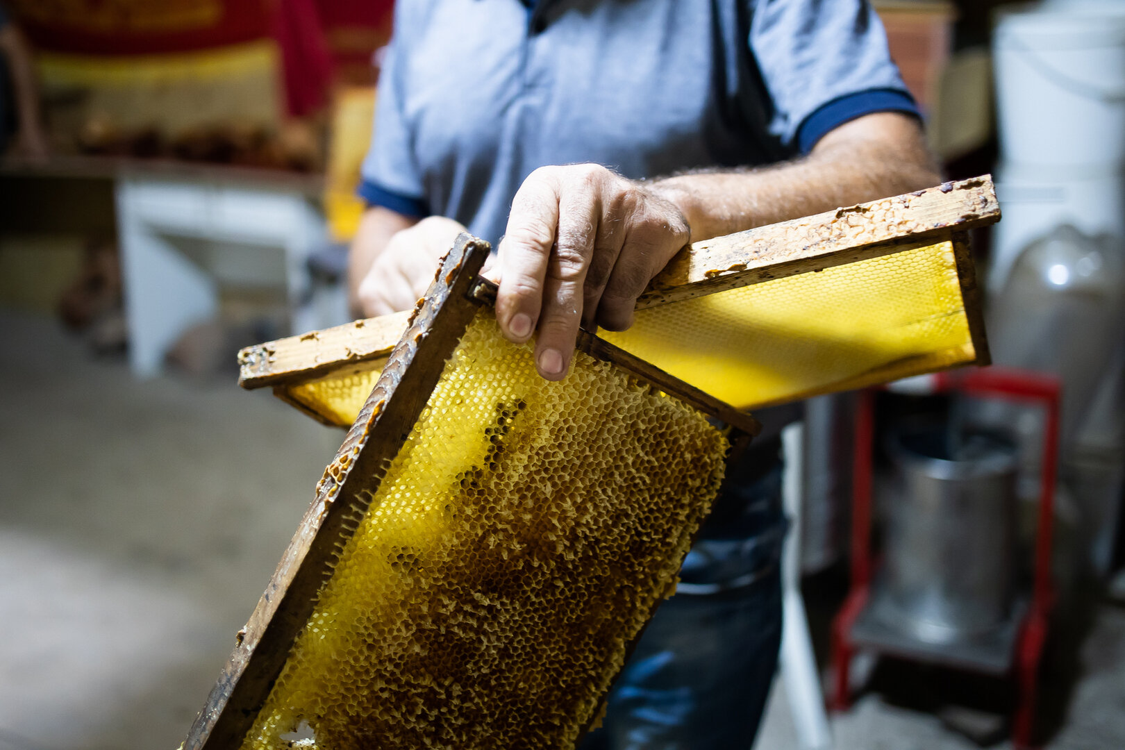Как в Калининградской области производят мёд