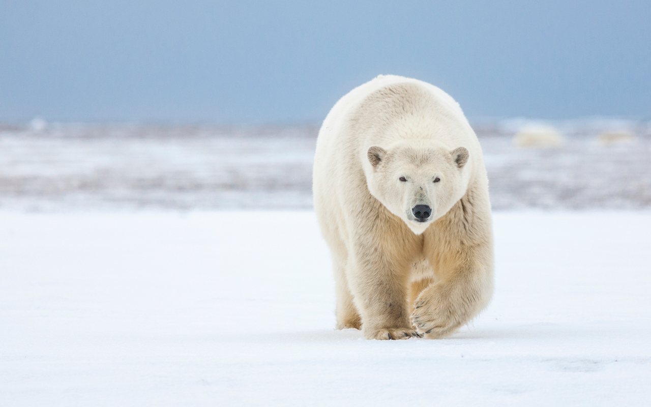 Фото: Getty Images Russia